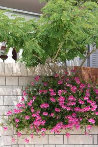 Studio Stara Novalja 6469b