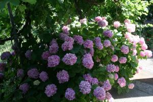 Apartments with parking space Gradac, Makarska - 6724