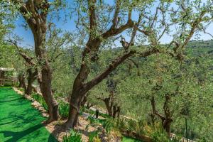 Villas Villa des Oliviers : photos des chambres