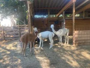 GITE Sitio Nathalie et Jos - Saint-Michel-d'Euzet