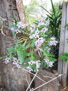 Kruger Southern Cross