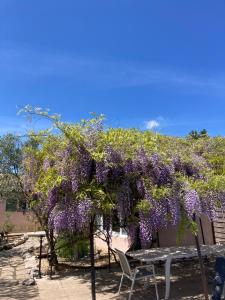 B&B / Chambres d'hotes Le clos des olivettes : photos des chambres