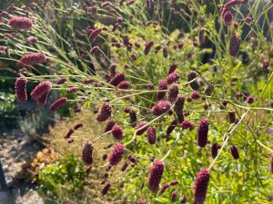 Gîte Les Pimprenelles Beauraing