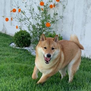 Space Universe Pinda, Taubaté, Aparecida, Campos do Jordāo