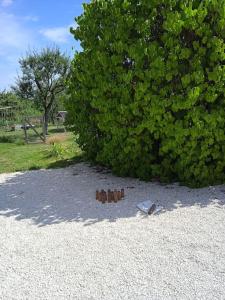 Maisons de vacances Charmant gite Haut-Marnais : photos des chambres