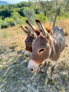 Casa Histria Apartments