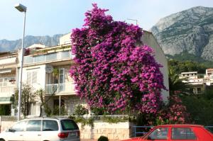 Apartments and rooms with parking space Makarska - 6644