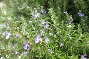 Apartments by the sea Razanj, Rogoznica - 8365