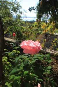 Apartments with parking space Brsecine, Dubrovnik - 8549