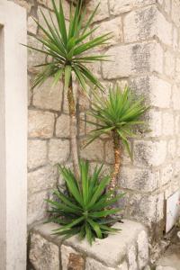 Apartments with a parking space Plat, Dubrovnik - 8612