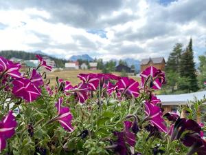Apartment Zabljak Center