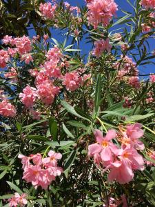 Dans une maison, appartement indépendant et jardin
