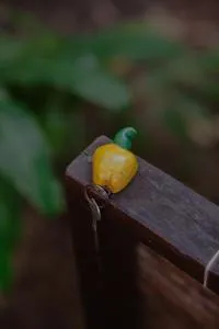 Quinta do Cajú - Boipeba