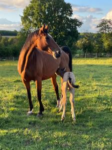 Haras du sablon au cœur du parc régional du perche