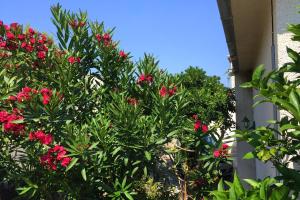 Apartments by the sea Orebic, Peljesac - 11450