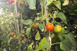 Apartments with parking space Punat, Krk - 14111