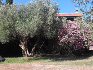 Apartments by the sea Cove Pogana, Cres - 14172