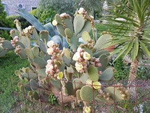 Holiday house with a parking space Splitska, Brac - 16530