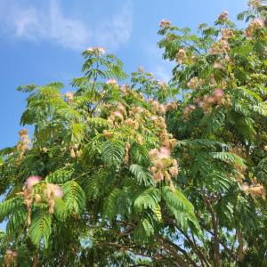 Maisons de vacances Albizia rouge - Gite de charme a la campagne : photos des chambres