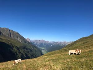 Ferienwohnungen Unterangerhof