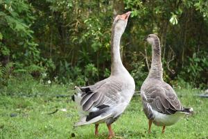 Finca Ecoturística Canaguaros