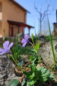 Apartments with a parking space Veljun, Karlovac - 16907