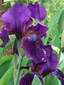 Apartments with a parking space Veljun, Karlovac - 16907 