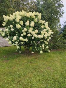 Magnolia Gospodarstwo Agroturystyczne