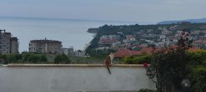 Villa Byala Grape House