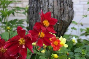 Apartments by the sea Postira, Brac - 737