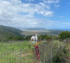 Annies Song. See it. Hear it. Love it.