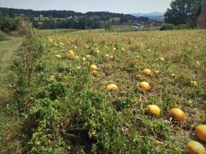 HAUS SONBERG mit Garten, Pool, Fasssauna, semi detached house with garden