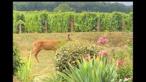 Sejours chez l'habitant Havre de Paix au pied des Vignes : photos des chambres