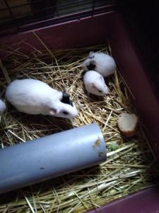 Sejours a la ferme ferme pedagogique des pennetieres : photos des chambres