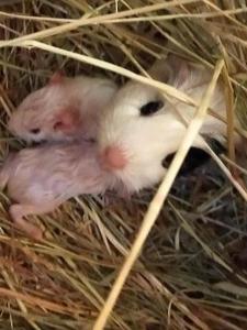 Sejours a la ferme ferme pedagogique des pennetieres : photos des chambres