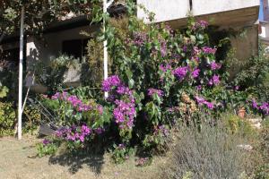 Studio Medulin 2255a