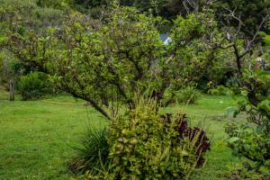 Cabinas las Manzanas Bed y Breakfast