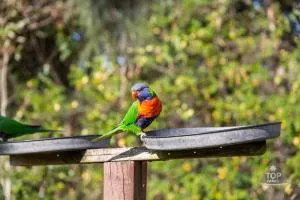 Lorikeet Holiday Park - Wooli