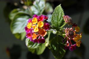 Apartment Jelsa 4602c