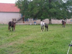 Maisons de vacances Gite Souvigny, 5 pieces, 10 personnes - FR-1-489-231 : photos des chambres