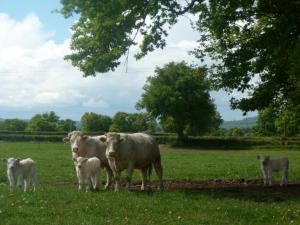 Maisons de vacances Gite Souvigny, 5 pieces, 10 personnes - FR-1-489-231 : photos des chambres