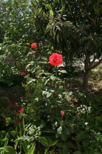 Apartments with parking space Orebic, Peljesac - 4524