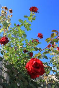 Apartments by the sea Lumbarda, Korcula - 4437