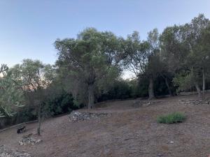 Anna’s Olive Grove