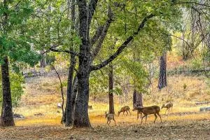 3bd/2.5ba secluded mountain house - Mountain Ranch