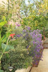 Apartment Premantura 7462b