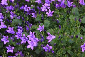 Apartments with a parking space Pjescana Uvala, Pula - 7612