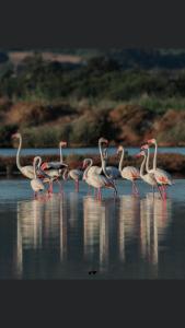 Domus Deiana Case Vacanza img25