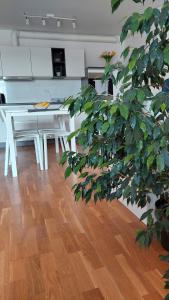 Apartma Rosmarino Koper