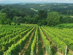 Sobe, Rooms B&B - Vina Kauran